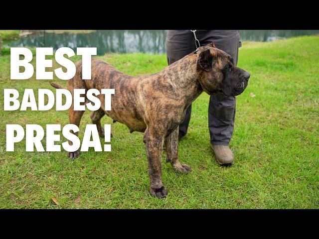 The BADDEST PRESA CANARIO!!! (B*tches MATTER)