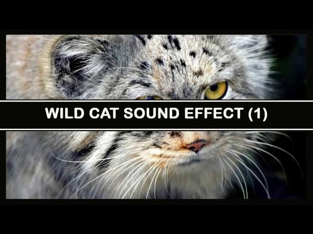 Wild Cat #1   Sound Effect