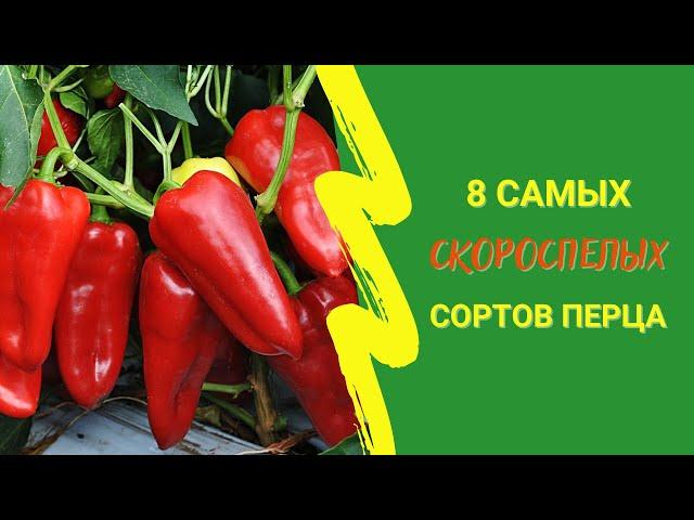 8 самых скороспелых сортов перца для получения суперраннего урожая