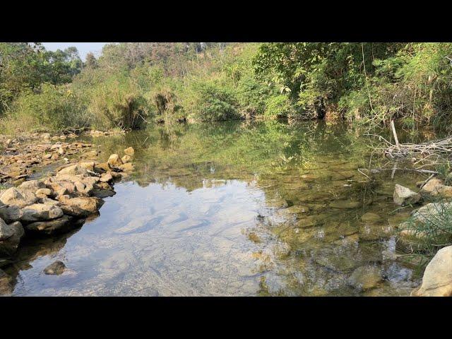 The primeval forest records the sound of flowing water and the white noise of the river高清水流声白噪音