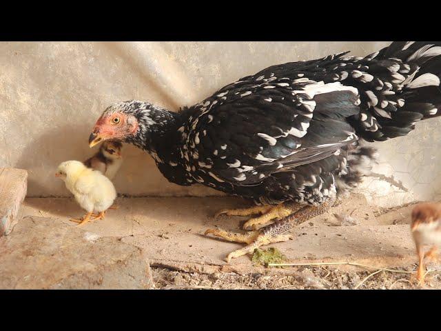 AMAZING GURK CHICKEN AND INDIAN CHICKS!