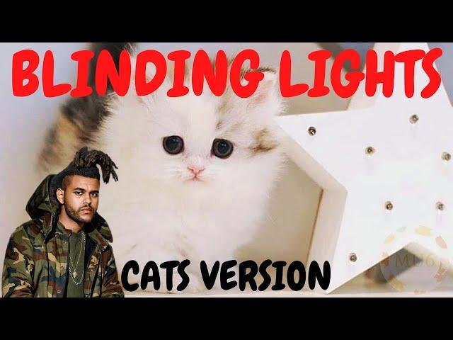 Cats Sing Blinding Lights by The Weeknd | Cats Singing Song Parody