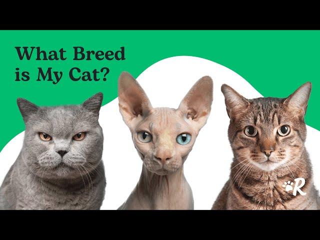 What Is Your Cat's Breed? Find Out Now