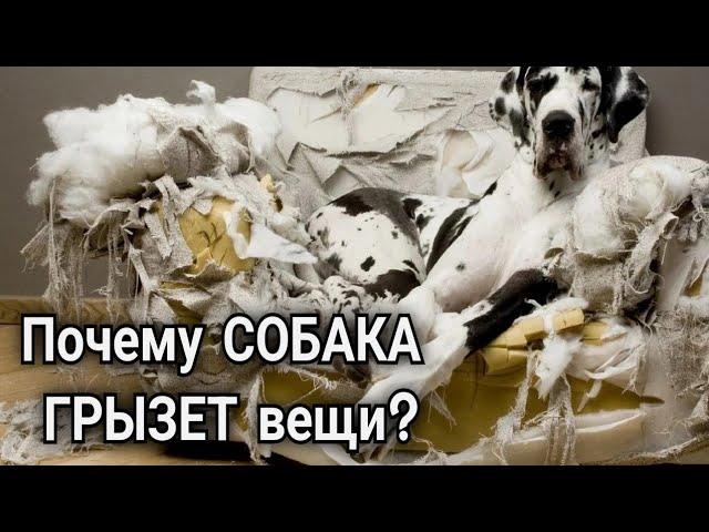 Dr. Remez | Почему СОБАКА ГРЫЗЁТ вещи 