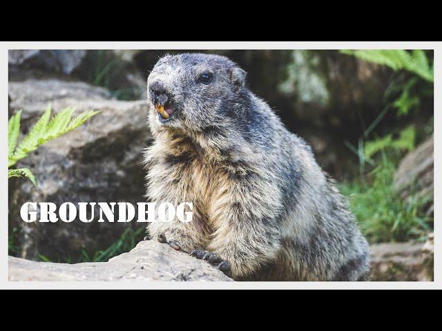 Groundhog screaming / Woodchuck call / Groundhog sound / Whistlepig