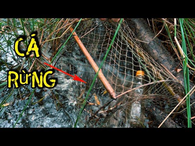 Lờ Cá Lóc Đặt Trong Rừng￼ Tràm Có Hiệu Quả không ￼|| catch snakehead fish in the forest