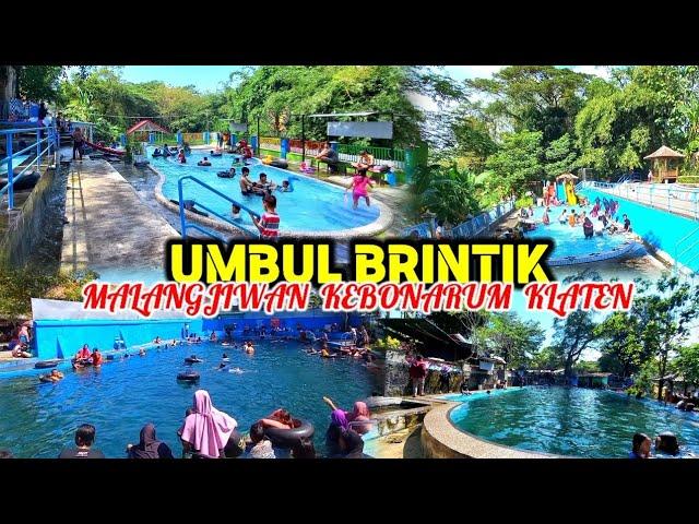 UMBUL BRINTIK KEBONARUM KLATEN‼️UMBUL TERAPI DI KLATEN