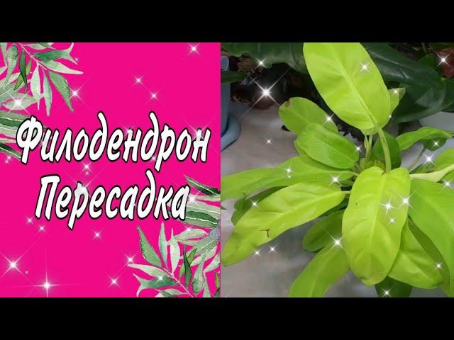 ФИЛОДЕНДРОН ПЕРЕСАДКА/КОМНАТНЫЕ ЦВЕТЫ