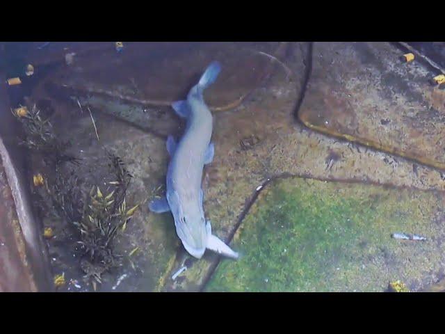 northern pike feeding time