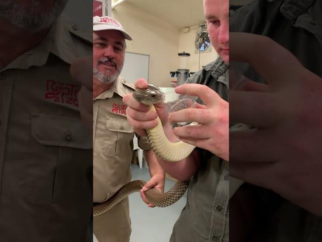 Venomous Snake Getting Milked! 