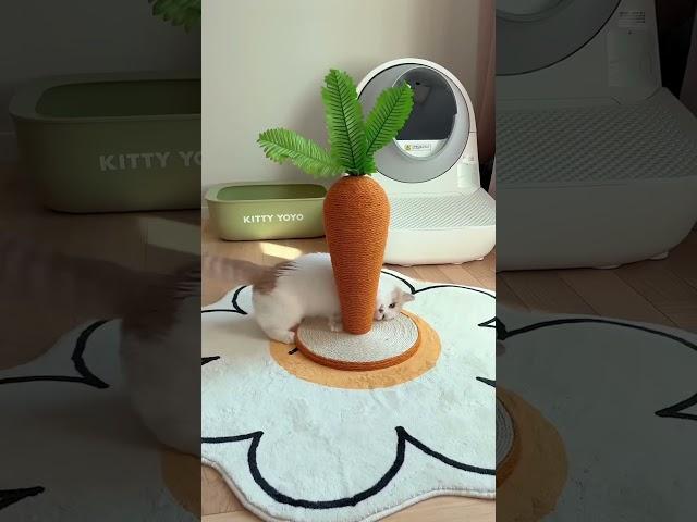 Carrot Cat Scratcher  #onlinefinds #catlover #animallover #petlover