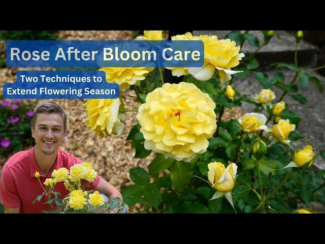 ROSE AFTER BLOOM CARE - Correctly Deadhead & Summer Pruning