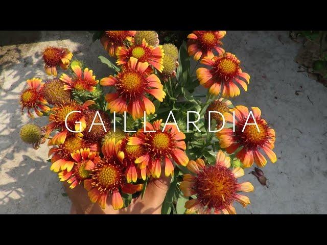 Gaillardia Flower / Blanket Flower. Gaillardia Plant Care