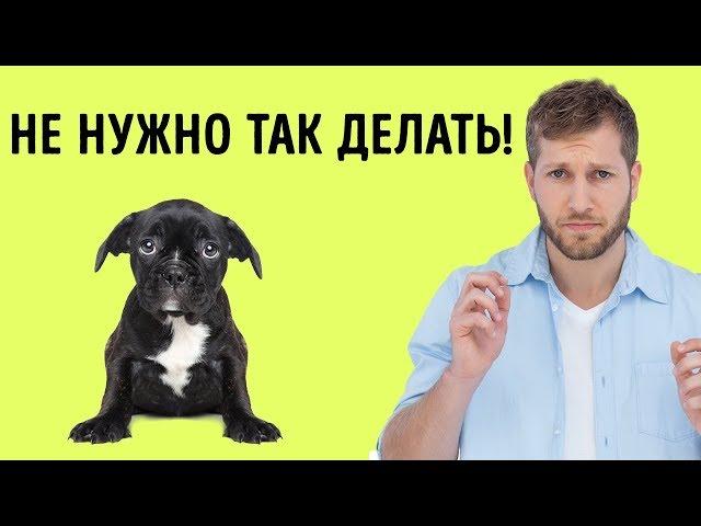 12 Человеческих Привычек, Которые Собаки Терпеть Не Могут