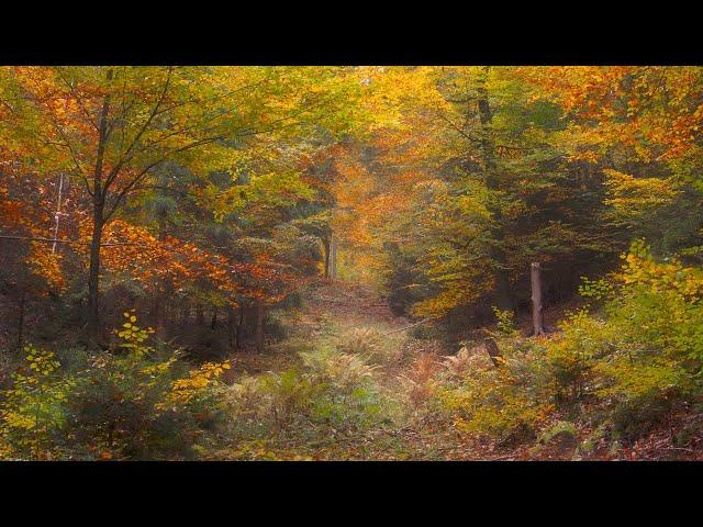  4K - Relaxing Nature Sounds For Stress Relief, Forest Sounds, Bird Song