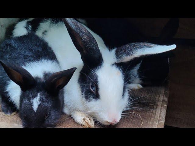 DoDo HosS is live! Rabbit Farming 