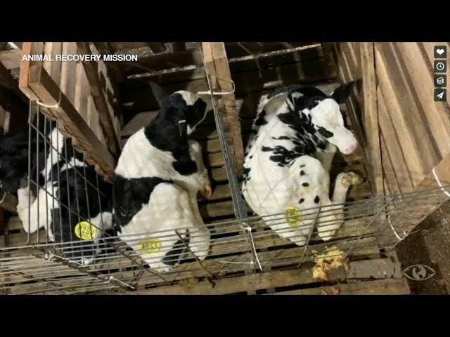 Indiana dairy farm animal abuse allegations, video spark investigation