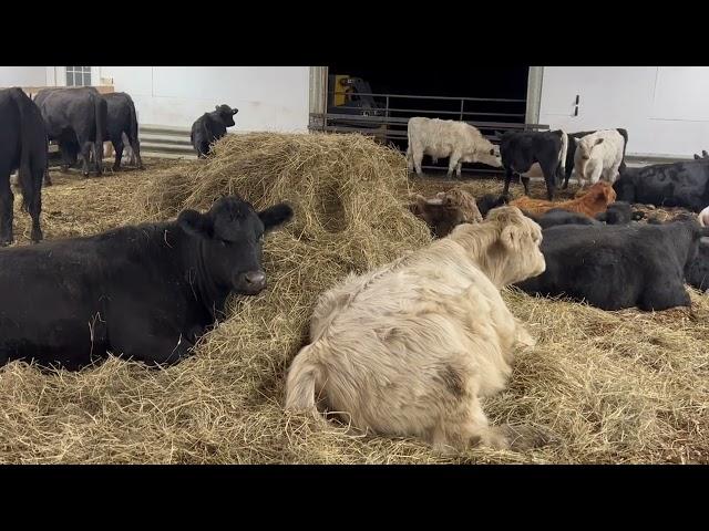 My cows return home from summer pasture and I confirm that Highlands have no place on the ranch.