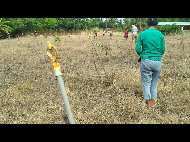 Cara Tanam Jagung Tradisonal, Anak Muda Bereliku(Kotafoun)