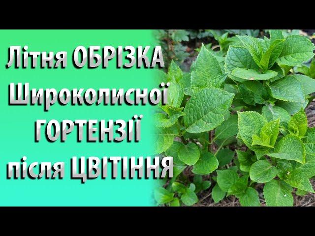 Догляд за ГОРТЕНЗІЄЮ в Літку. Обрізка Широколистої Гортензії Після Цвітіння #садівництво #гортензія