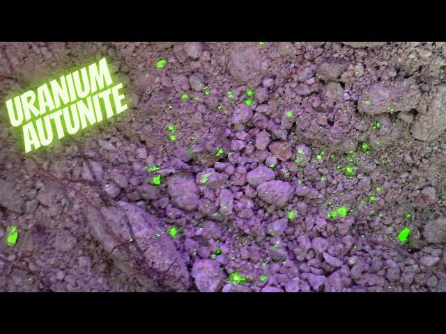 Autunite Uranium Mineral Dig - Uranium Mine