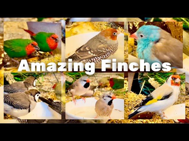 Finch Aviary (major goldfinch, gouldian finch, longtailed, owl finches and softbills)