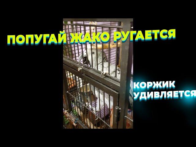 Домашние попугаи жако ругается, а какаду смотрит и удивляется