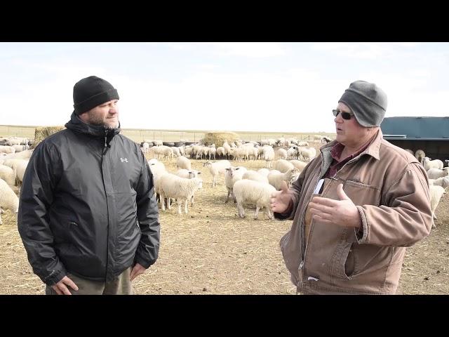 Benefits of accelerated sheep production