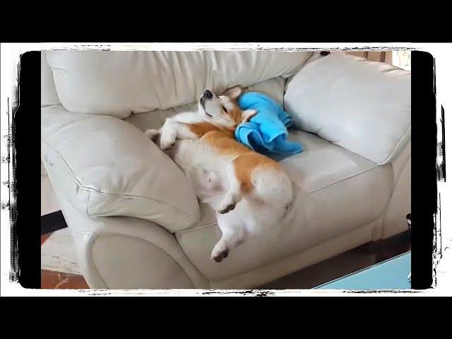 КОРГИ - Смешные Корги  Приколы с Собаками | Funny Dogs #737