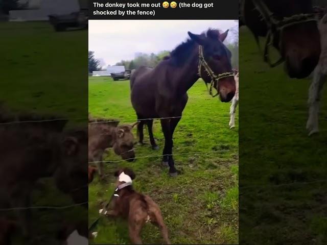 Donkey laughs at Dog(Jackass)