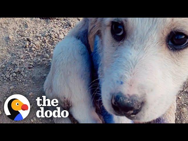 Couple Finds Tiny Puppy On A Mountain Covered In Blue "Paint" | The Dodo Faith = Restored