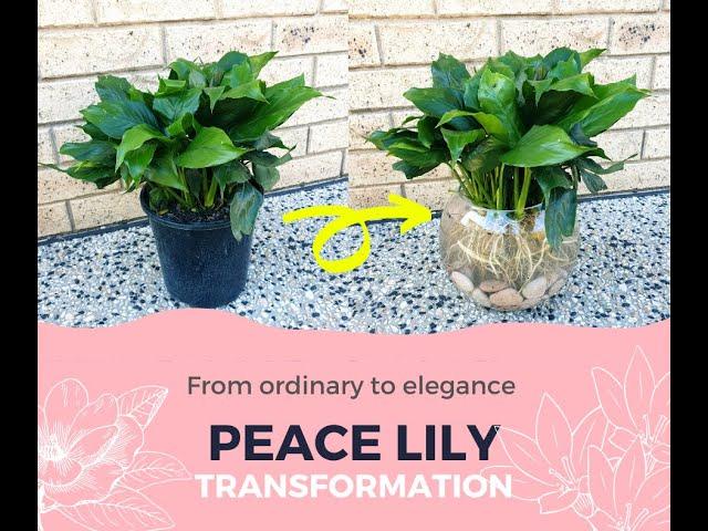 Peace Lily Growing in Water (Hydroponics) | How to Transplant Peace Lily from Soil to Water ⭐