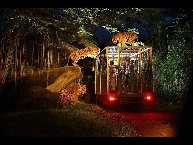 Bali - Night Safari