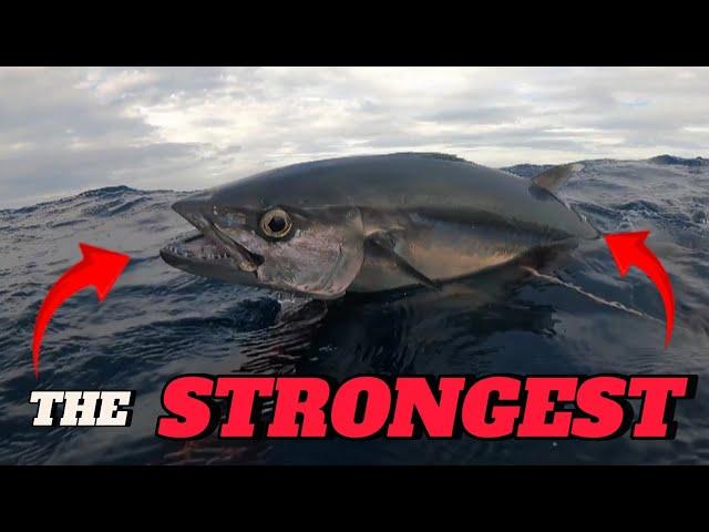 DOGTOOTH TUNA || SPEARFISHING PHILIPPINES || BANTON ROMBLON || MEL SPEARFISHING TV!