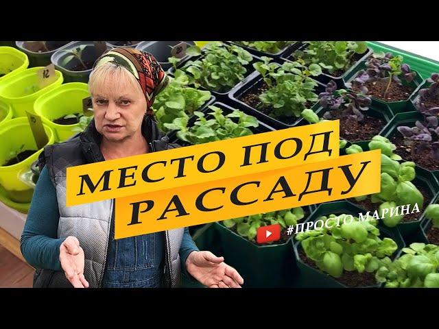 Где выращивать и как разместить рассаду.