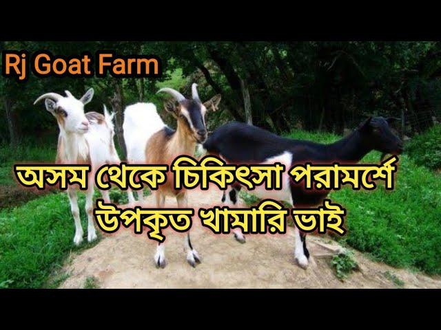 ছাগল পালন ৷ছাগলের খামার | goatfarming |goat|Rj Goat Farm Bahirgachi Nadia