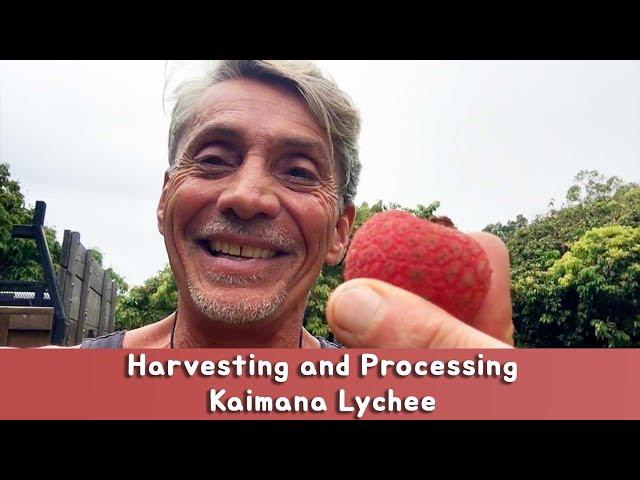 Harvesting and Processing Kaimana Lychee | Dr. Robert Cassar