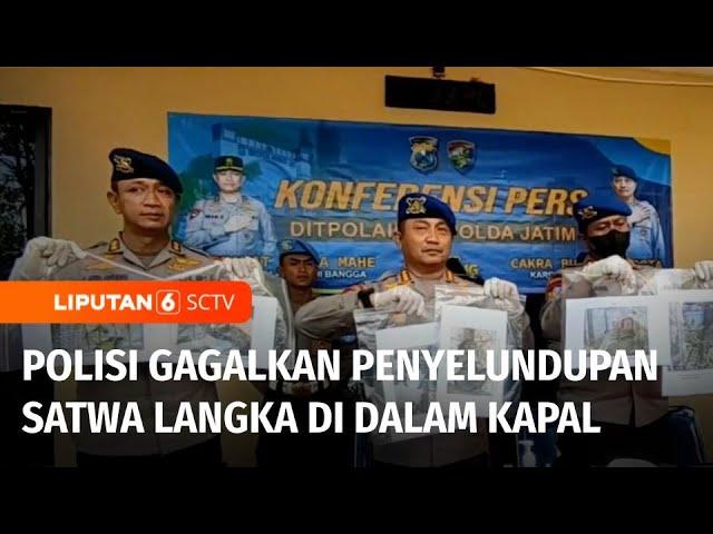 Penyelundupan Satwa Langka Digagalkan! Modus Bungkus Kardus Terungkap | Liputan 6