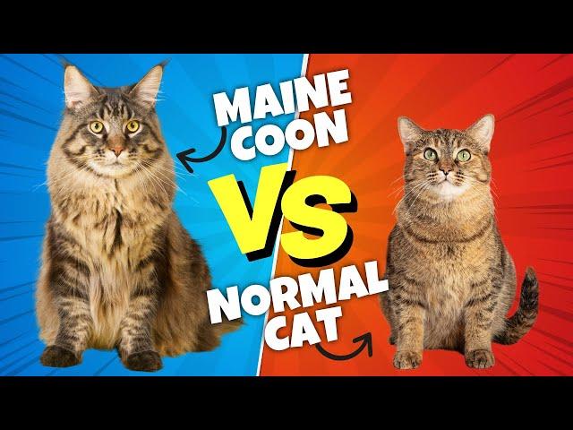 Maine Coon vs. Normal Cat: The SHOCKING Differences