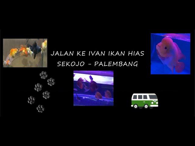 JALAN KE IVAN IKAN HIAS PALEMBANG