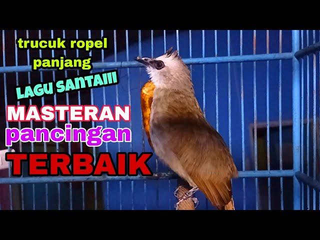 TRUCUKAN GACOR ROPEL PANJANG LAGU SANTAI