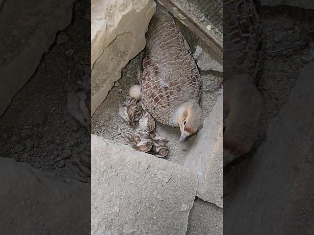 baby chicks just Hatched out | #birdslover #pets #viral