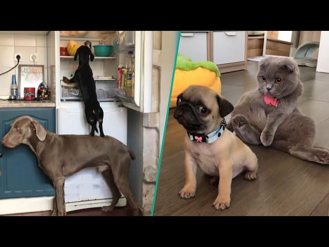 Ultimate Funny Dogs Compilation | The Most Viral Dogs Videos On The Internet 2023! 