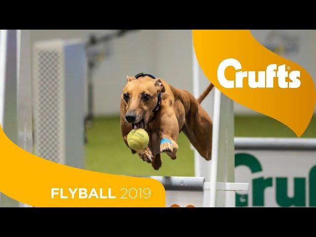 Flyball - Team Final | Crufts 2019