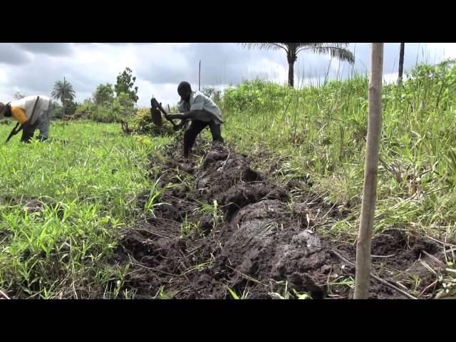 Smart-valleys, developing inland valleys for rice production