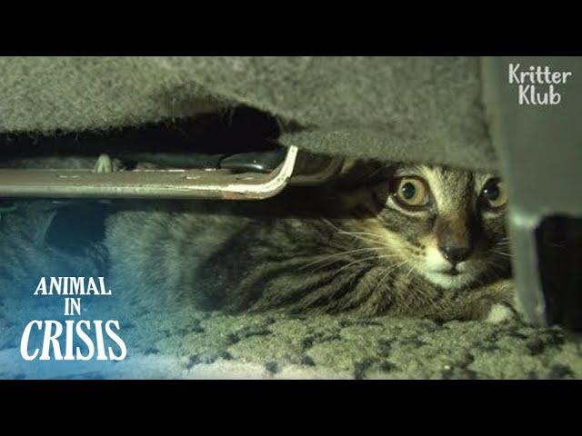 Kitten Never Wants To Get Out Of A Car Again After Losing His Mom | Animal in Crisis EP111