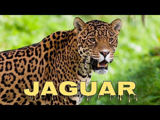 Jaguar sound, jaguar roar