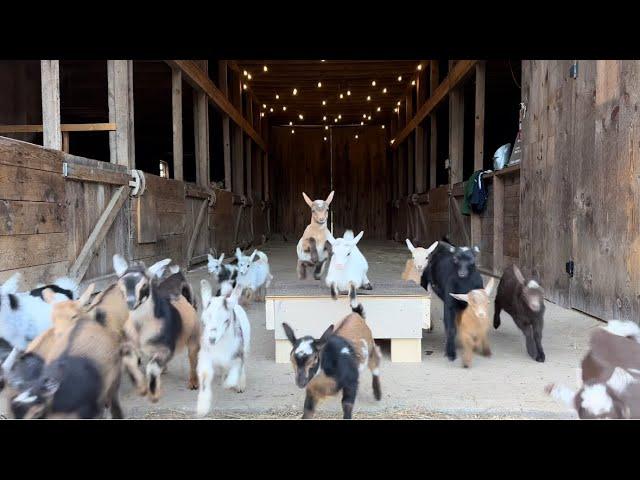 Baby goat shenanigans!