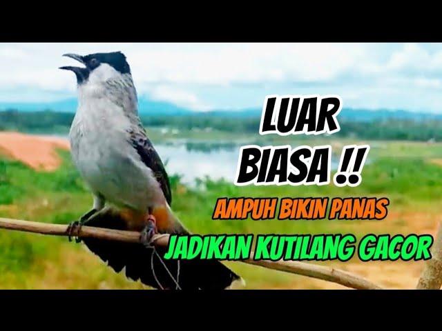 LUAR BIASA Suara Burung kutilang Gacor Ini 100% AMPUH Jadikan Kutilang GACOR Terpikat