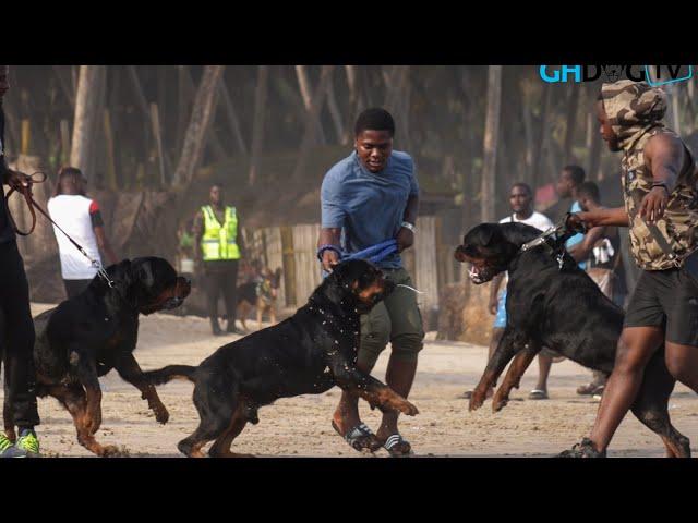 Rottweilers try to fight during photoshoot